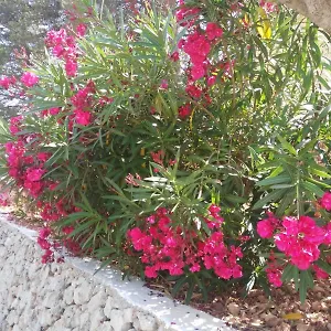 https://apartamentos-serpentona.balearic-islands.net